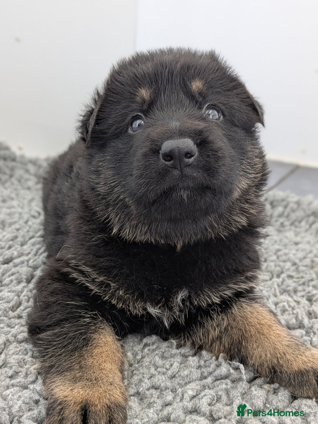 German Shepherd dogs for sale: KC Health Tested Pups From Champion Lines 🏆 - Image 13