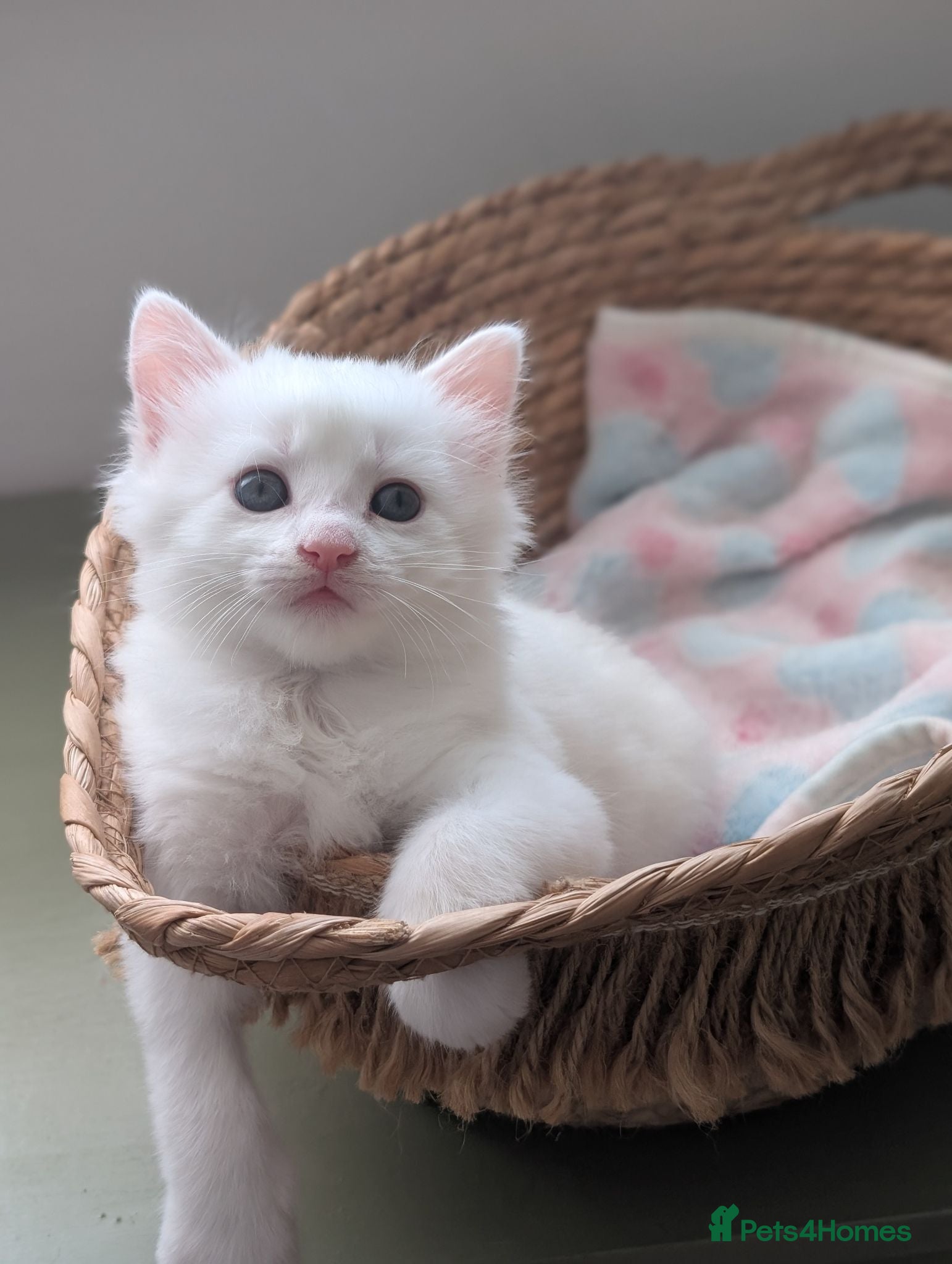 Mixed Breed cats  Fluffy White Kittens – Ready for Loving Homes - Advert 5