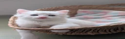 Mixed Breed cats for sale:  Fluffy White Kittens – Ready for Loving Homes - Advert 1