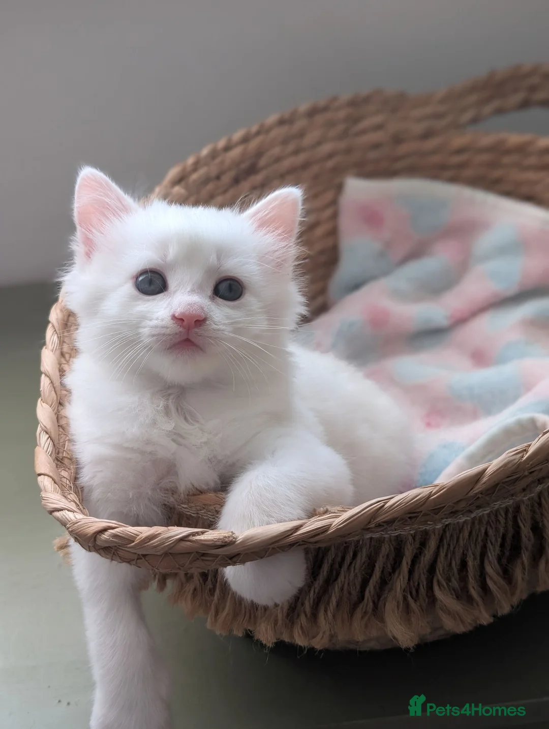 Mixed Breed cats for sale:  Fluffy White Kittens – Ready for Loving Homes - Advert 1