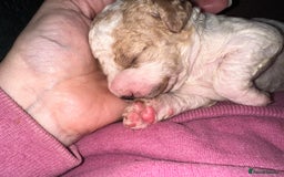 Cavapoochon dogs for sale: Cavapoochon! Our December Reindeer Litter!  - Image 12