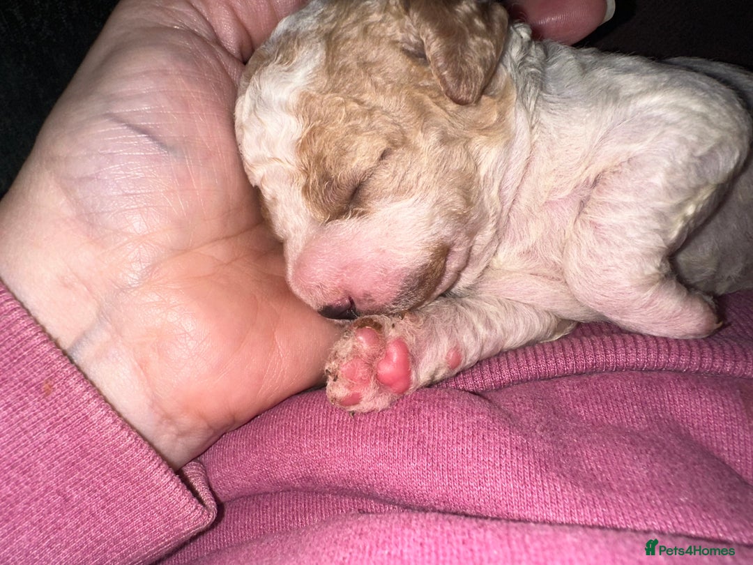 Cavapoochon dogs for sale: Cavapoochon! Our December Reindeer Litter!  - Image 12