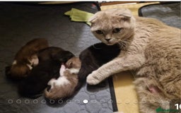 Scottish Fold cats for sale: Frankie 🩵 3 month old  Scottish Fold male kitten - Image 7