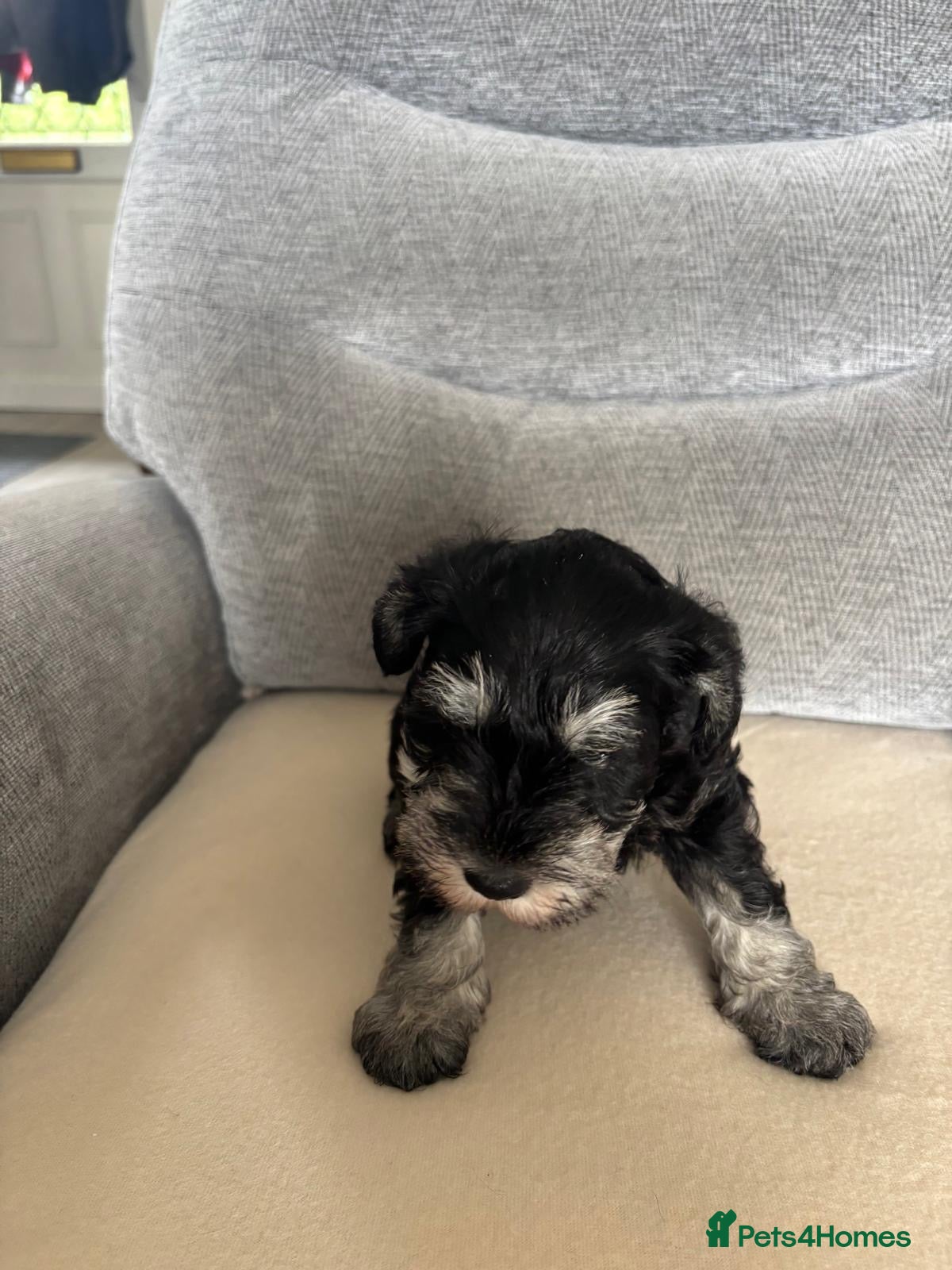 Miniature Schnauzer Puppy 1