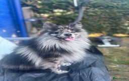 Pomeranian dogs for stud: Beautiful Pomeranian in Manchester - Image 2