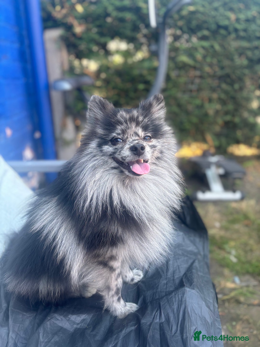 Pomeranian dogs for stud: Beautiful Pomeranian in Manchester - Image 2