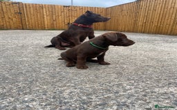 Patterdale Terrier dogs for sale: ⭐️PATTERDALE TERRIER PUPPIES  - Image 14