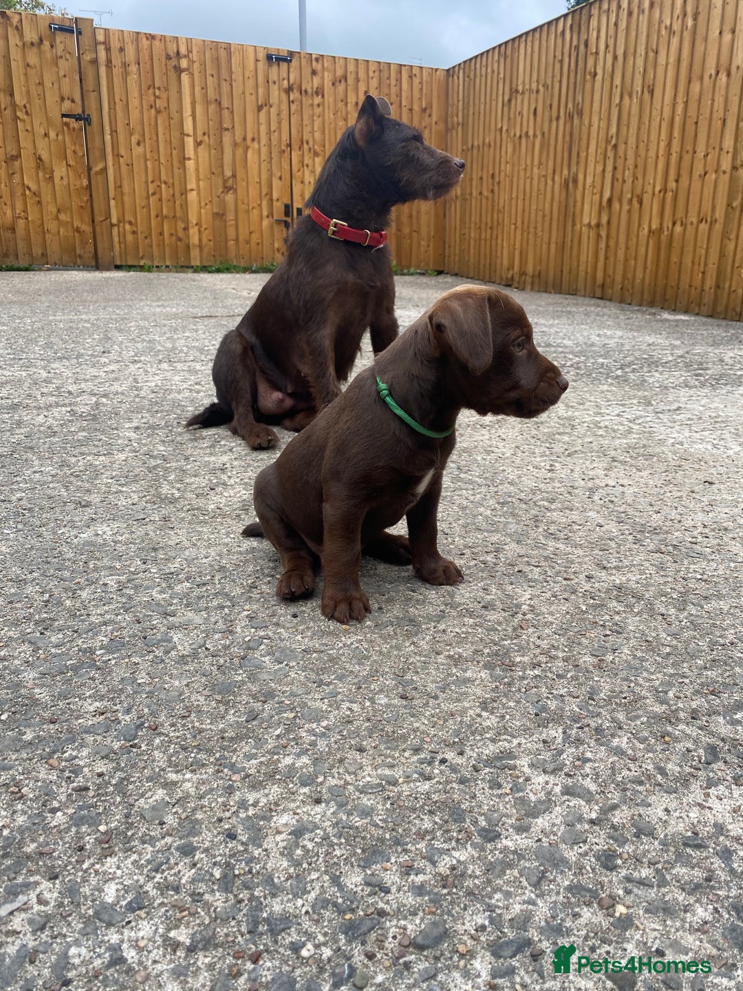 Patterdale Terrier dogs for sale: ⭐️PATTERDALE TERRIER PUPPIES  - Image 14