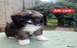 Mixed Breed dogs for sale: Outstanding Mini Saint Bernadoodle Puppies  - Image 1