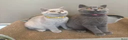 British Shorthair cats for sale: GORGEOUS British Short Hair Kittens - Advert 1