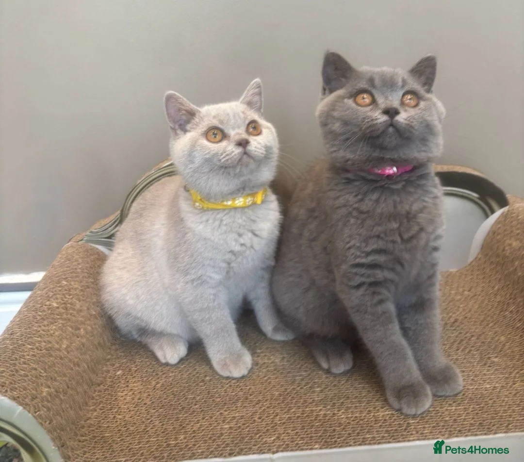 British Shorthair cats for sale: GORGEOUS British Short Hair Kittens - Advert 1