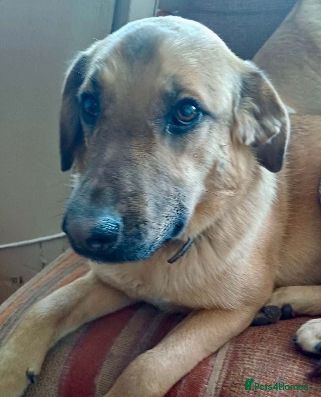 German Shepherd dogs for adoption: Sheila’s Story: Left Alone, Still Waiting for Love - Image 3