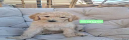 Labradoodle dogs for sale: Standard Multigeneration Labradoodle Backcross - Advert 5