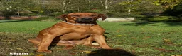 Rhodesian Ridgeback dogs for sale: 👑 Exceptional Rhodesian Ridgebacks Ready May 👑 - Advert 6