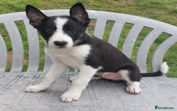 Border Collie dogs for sale: Tri-Colour Border Collie Puppies for New Homes - Image 7
