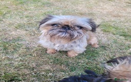 Griffon Bruxellois dogs for sale:  12 old griffon bruxellois for sale - Image 6