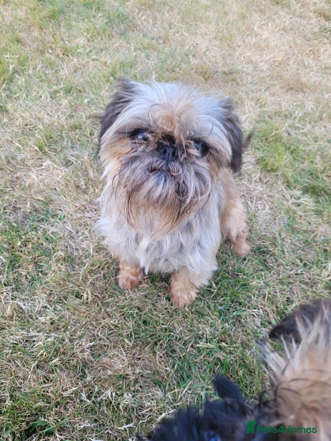 Griffon Bruxellois dogs for sale:  12 old griffon bruxellois for sale - Image 6