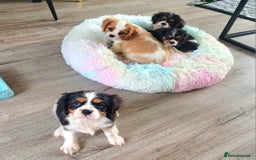 Cavalier King Charles Spaniel dogs for sale: Beautiful quality kc registered cavalier puppies  - Image 6