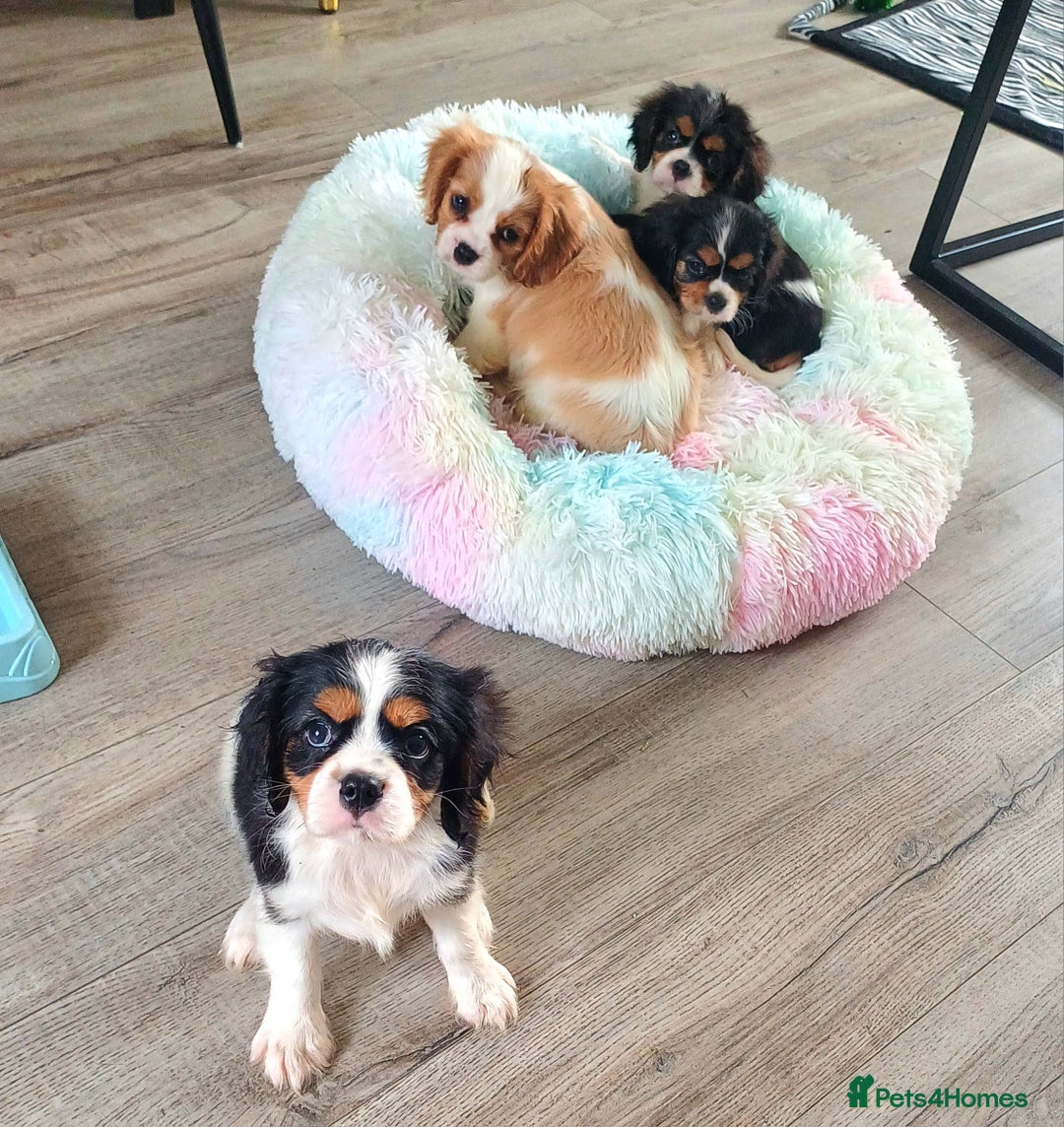 Cavalier King Charles Spaniel dogs for sale: Beautiful quality kc registered cavalier puppies  - Image 6