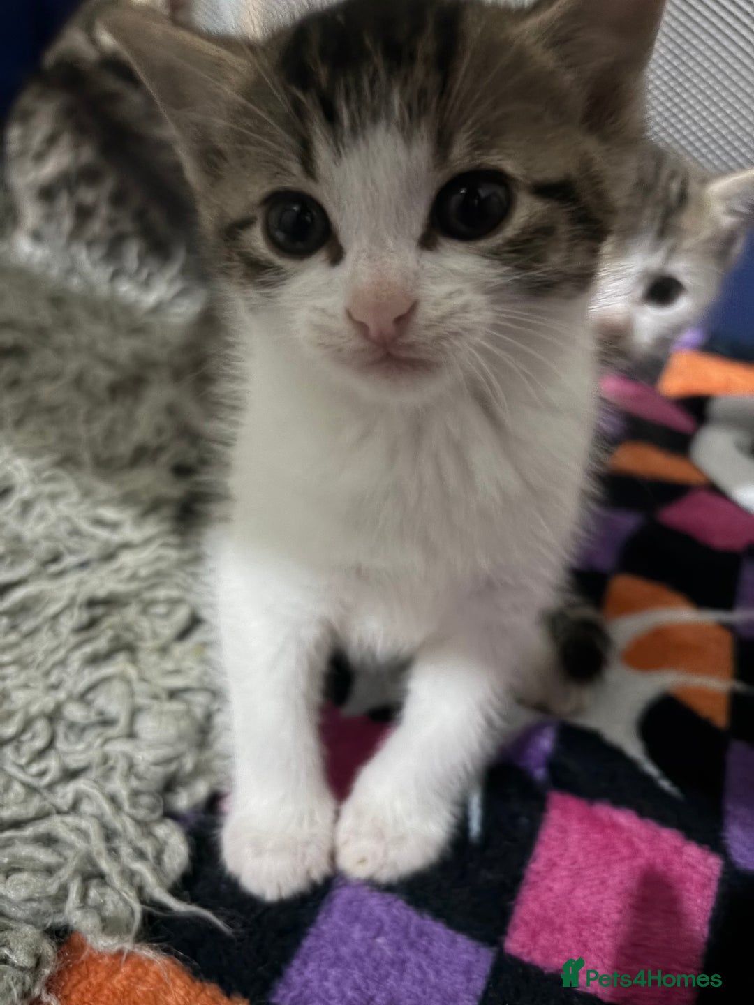 Mixed Breed cats for sale: 5 kittens needing loving home  - Advert 12