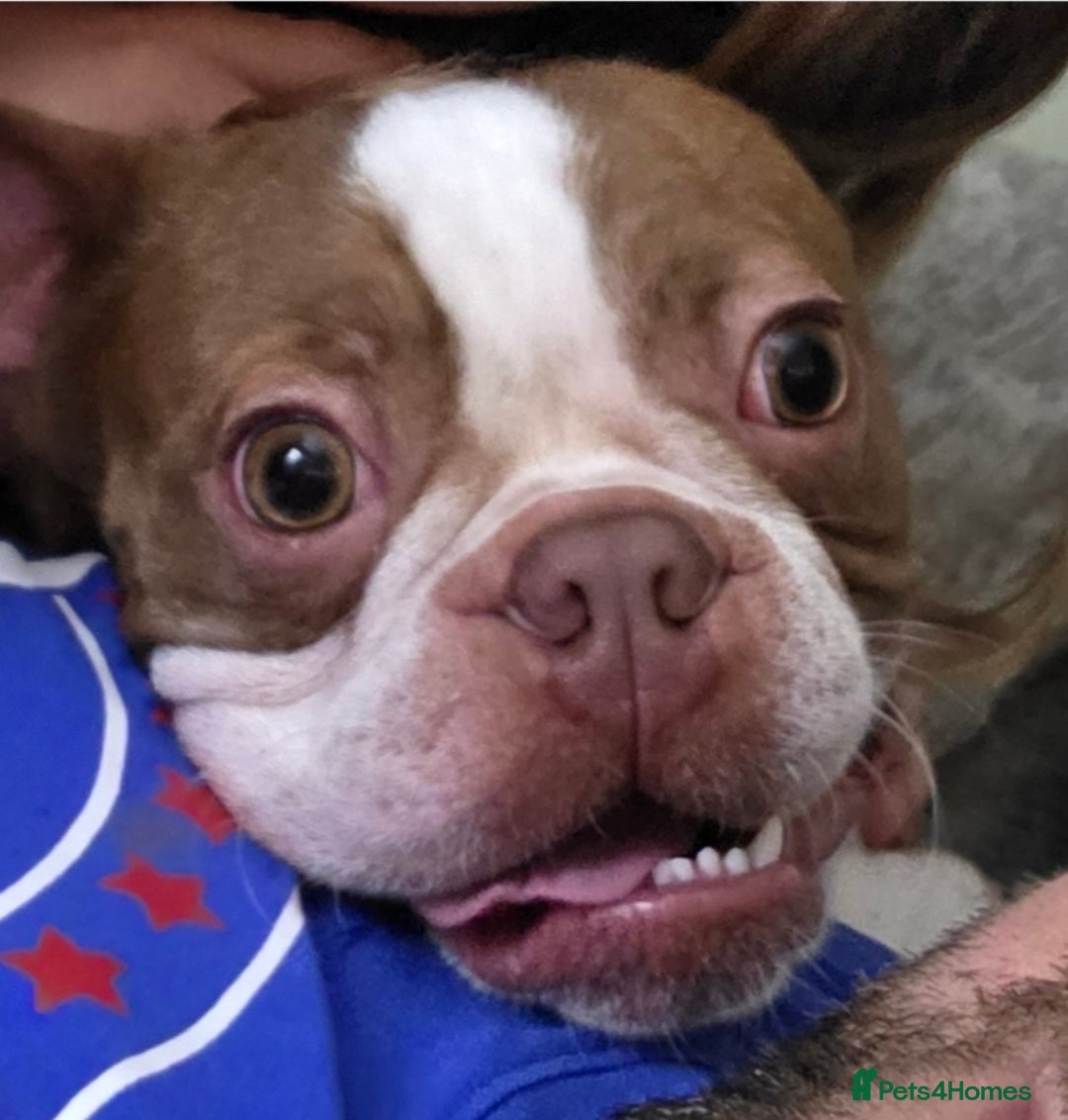 Boston Terrier dogs for sale: 2y old Boston Terrier Boy for Rehome  - Advert 5