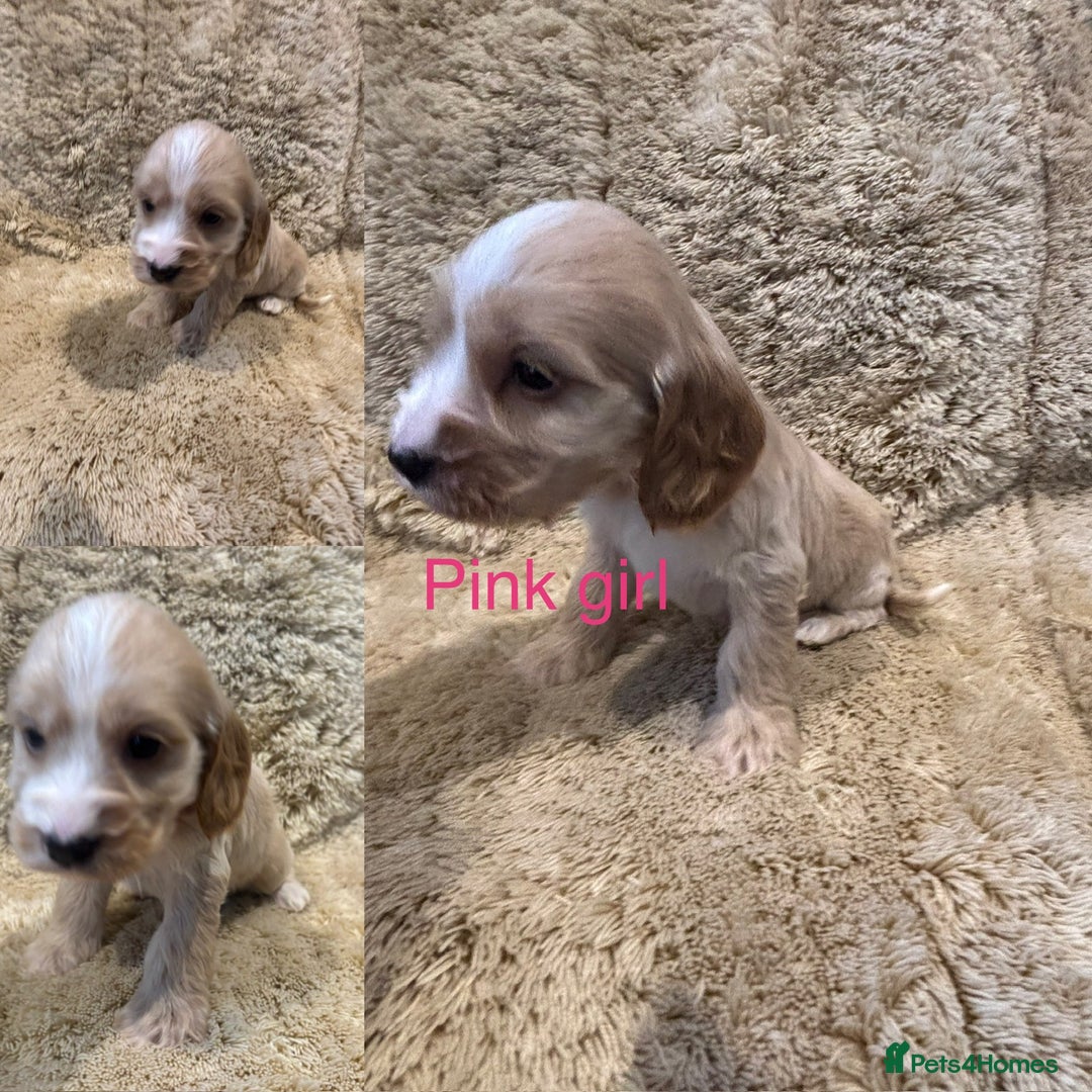 Cockapoo dogs for sale: Beautiful f1b cockapoo puppys  - Image 8