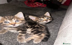 Mixed Breed cats for sale: 4 kittens for sale  - Image 1