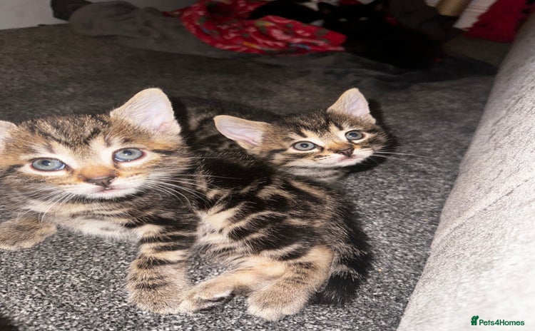 Mixed Breed cats - Advert 1