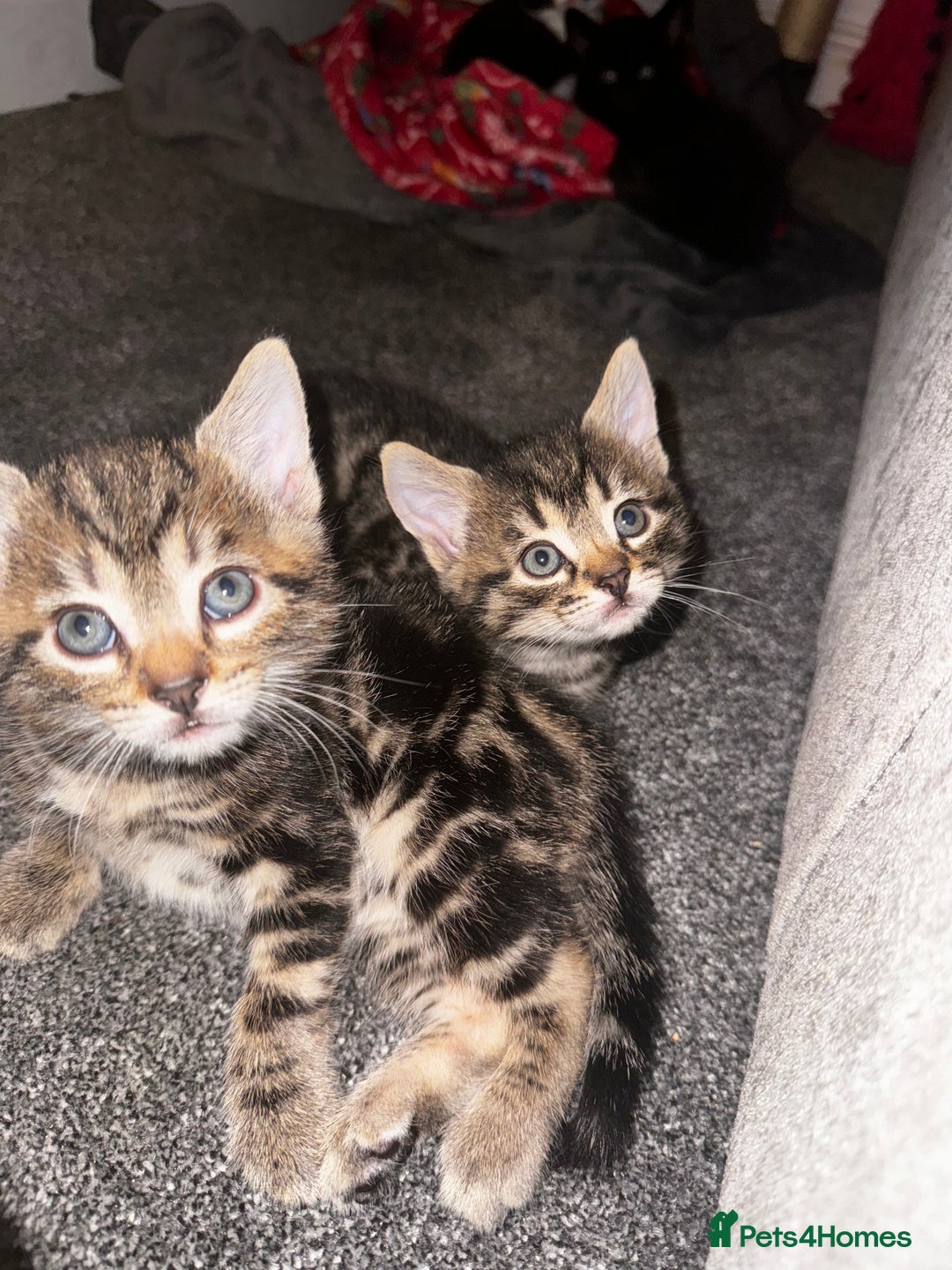 Mixed Breed cats for sale: 4 kittens for sale  - Image 1