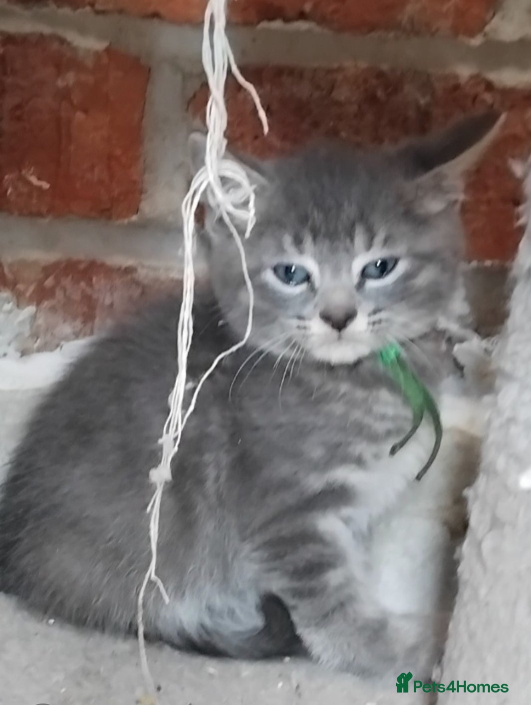 British Shorthair cats Fluffy British sorthair kittens available  - Advert 2