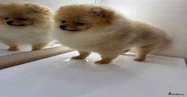 Pomeranian dogs - Advert 2