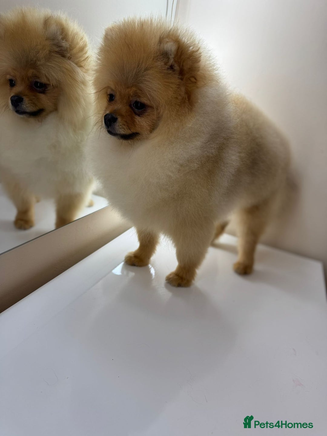 Pomeranian dogs for sale: Pomeranian boy - Image 3