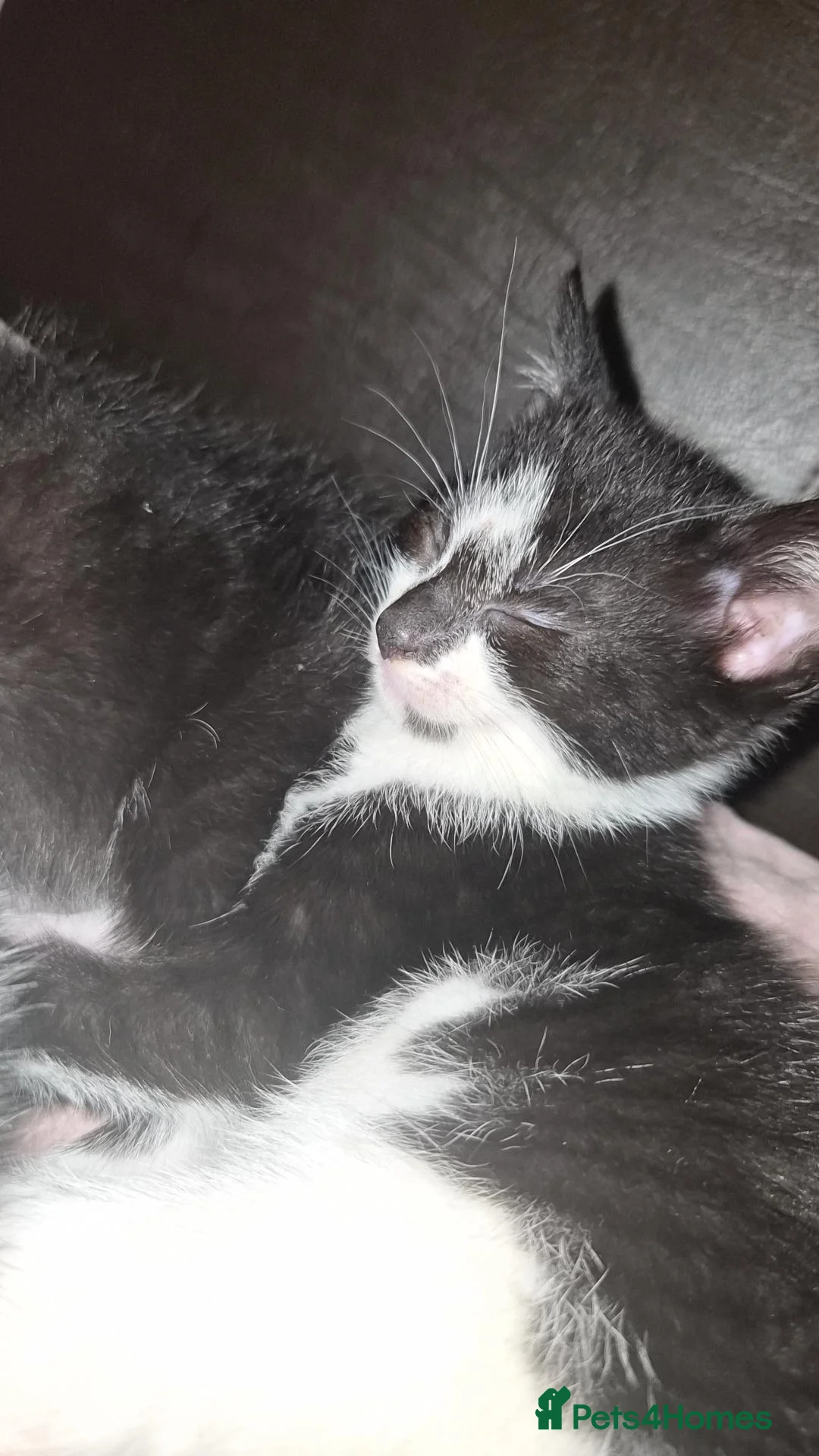 Mixed Breed cats for sale: 2 male and 1 female kitten forsale in Blackburn - Advert 4