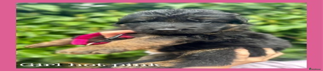 German Shepherd Hot Pink Collar