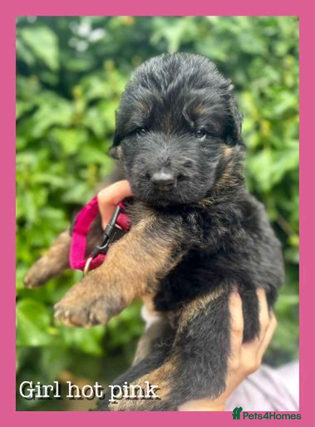 German Shepherd dogs for sale: GSD puppies' fluffy coats - Image 9