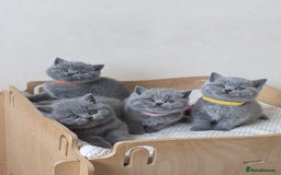 British Shorthair cats for sale: Amazing British shorthair blue kittens in Ware - Image 13