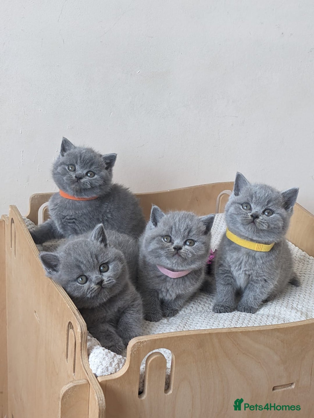 British Shorthair cats for sale: Amazing British shorthair blue kittens in Ware - Image 13