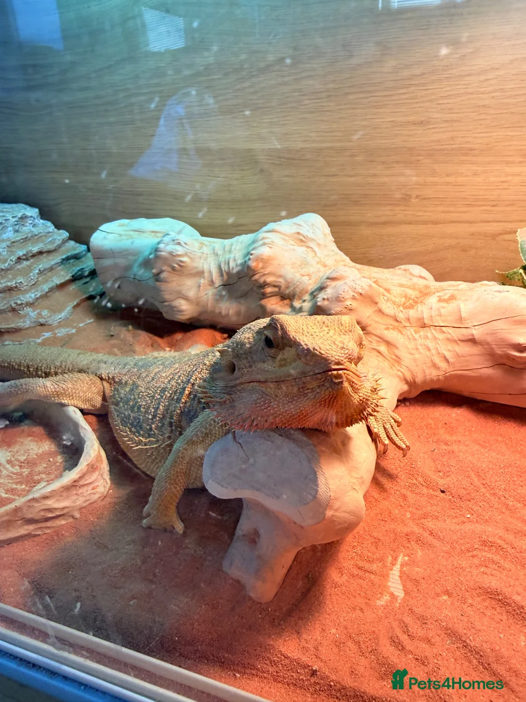 Bearded Dragon reptiles for sale: Bearded dragon and full set up  - Advert 5