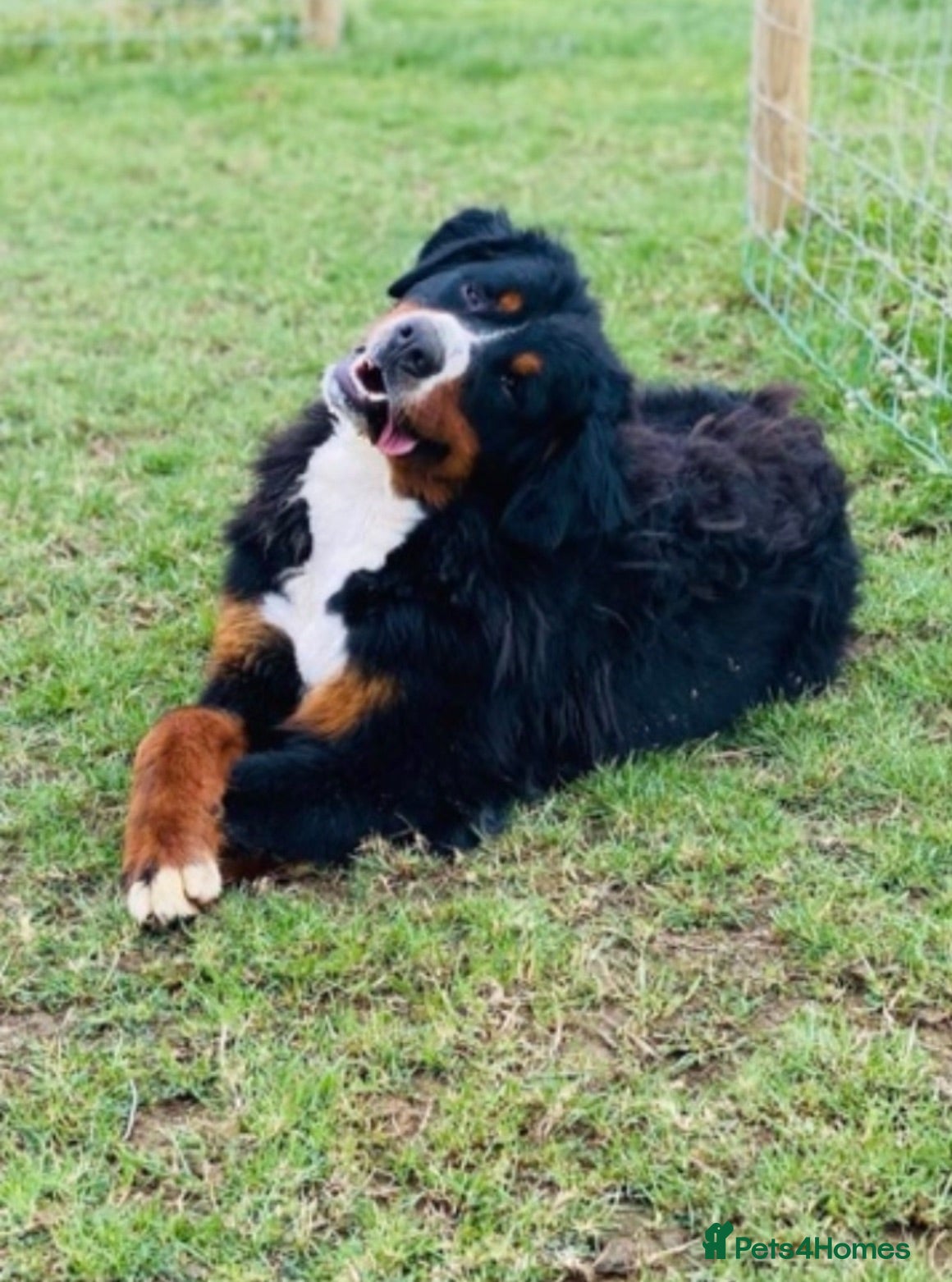 Bernese Mountain Dog dogs Stunning puppies! - Advert 1