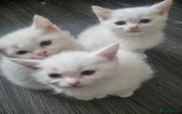 Mixed Breed cats for sale: Beautiful Littter of 4 kittens - Image 2
