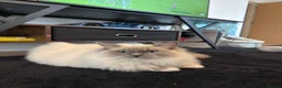 Ragdoll cats for stud: Beautiful purebred Ragdoll for stud  - Advert 3