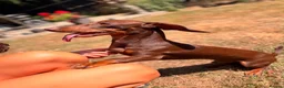 Dachshund dogs for sale: Dachshund Pup in London - Advert 4