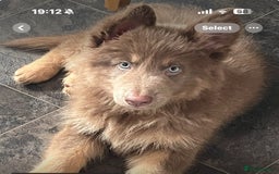 German Shepherd dogs for stud: Sabre, big strong straight backed DMclear male GSD in Stoke-on-Trent - Image 22