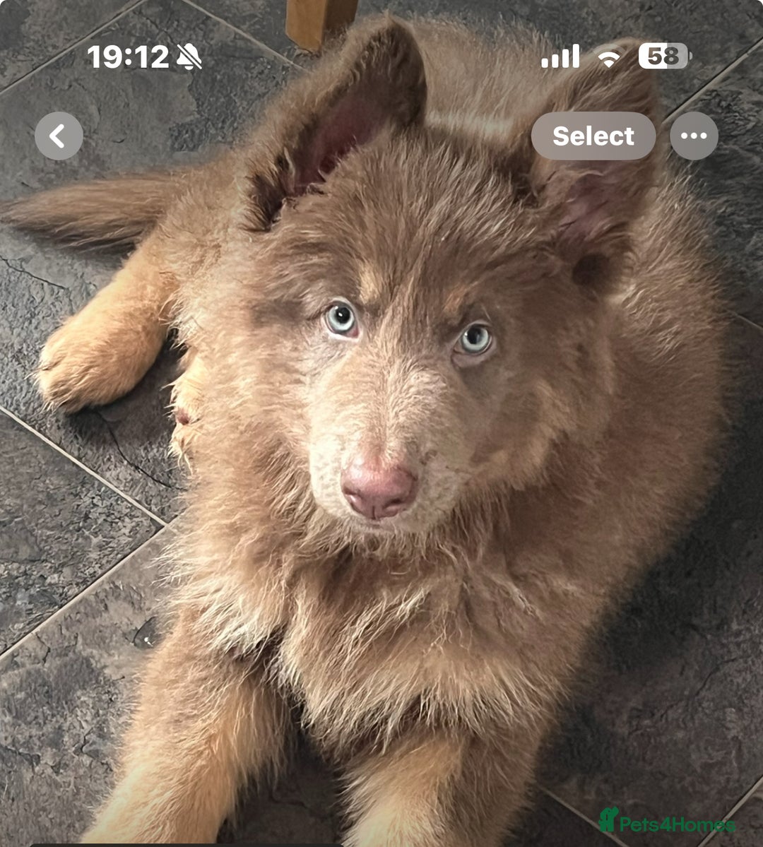 German Shepherd dogs for stud: Sabre, big strong straight backed DMclear male GSD in Stoke-on-Trent - Image 22