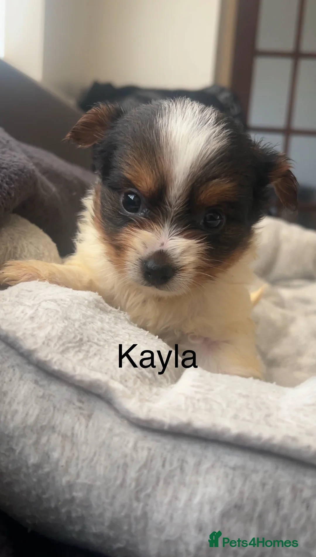 Biewer Terrier dogs for sale: Beautiful Biewer terrier puppies for sale  - Advert 4