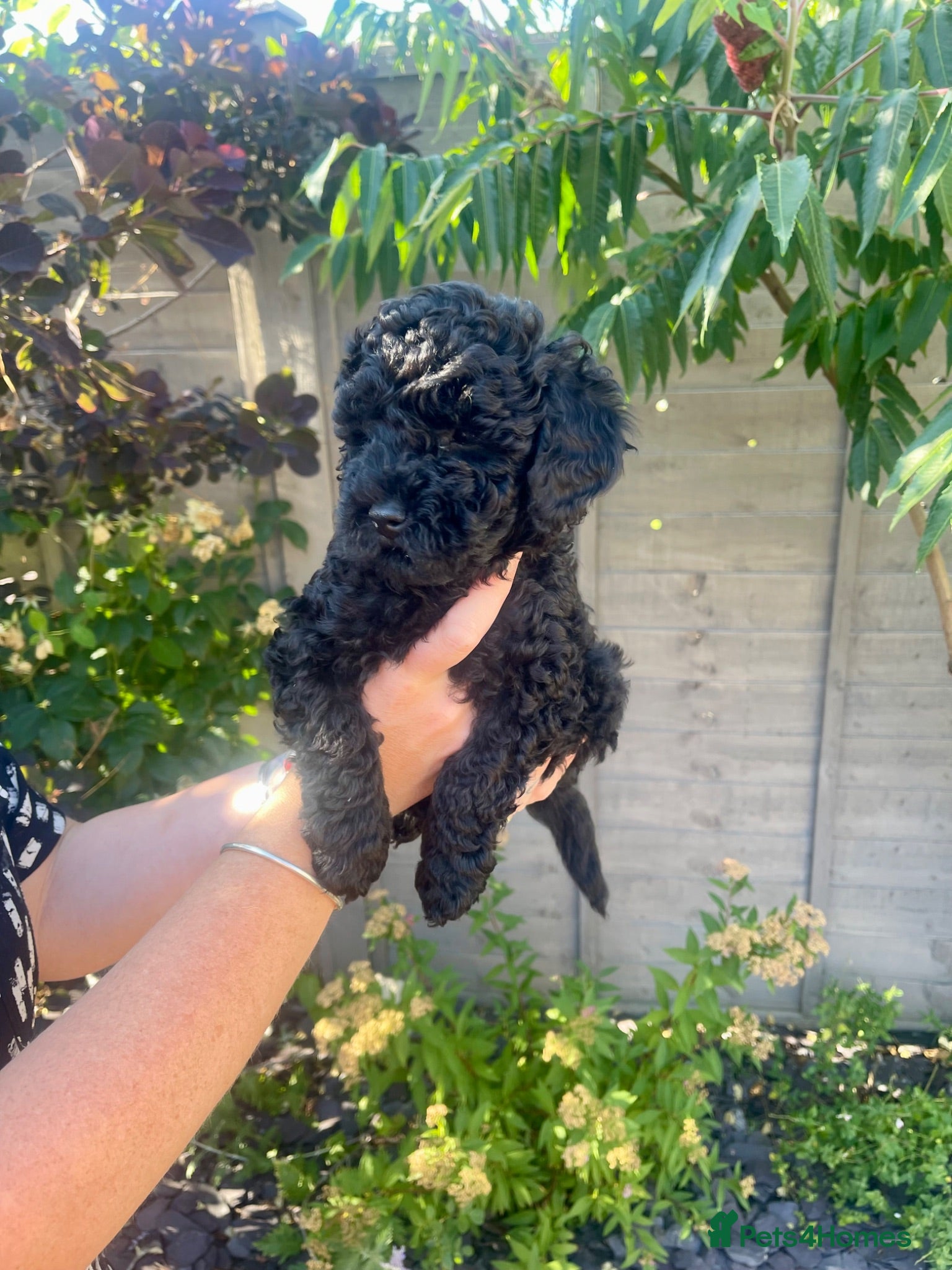 Maltipoo dogs F1b Toy Maltipoo 1 boy left Ready 22 July  - Advert 2