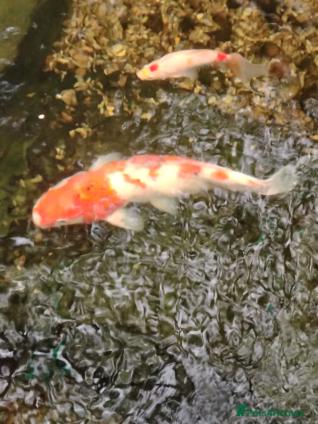 Koi Carp fish for sale: Koi Carp pond fish healthy and very big  - Image 21