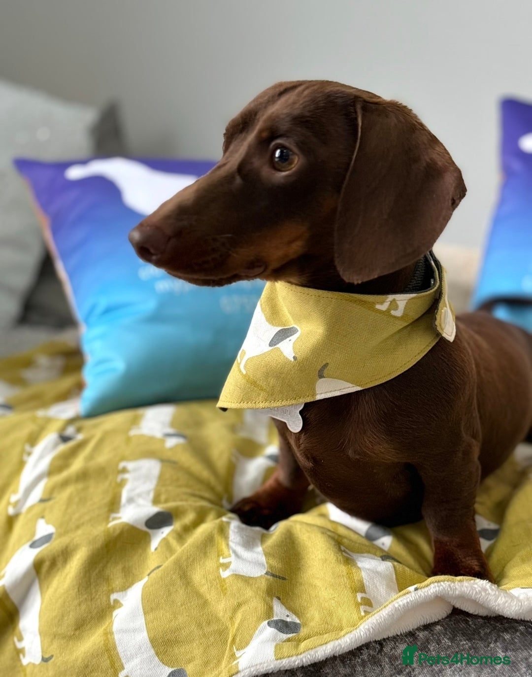 Miniature Dachshund dogs for stud: Kc fully tested mini smooth dashchund  - Advert 4