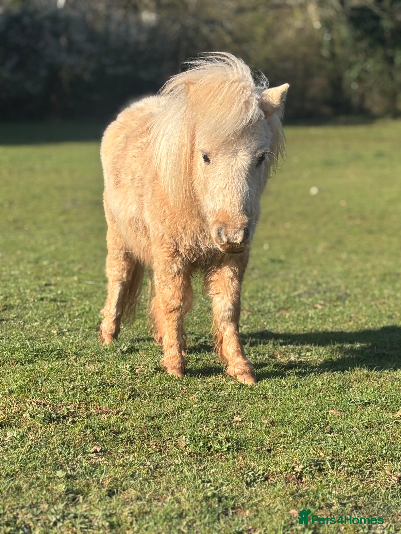Shetland pony horses Palomino Miniature Shetland Colt - Advert 1