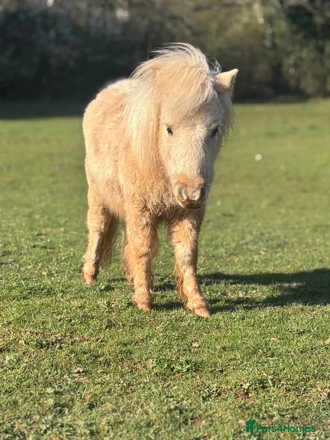 Shetland pony horses for sale: Palomino Miniature Shetland Colt - Advert 1
